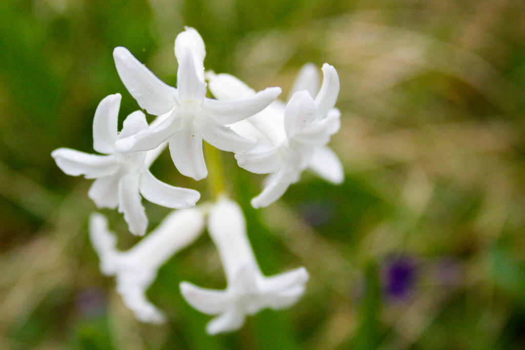 fleurs blanches printemps