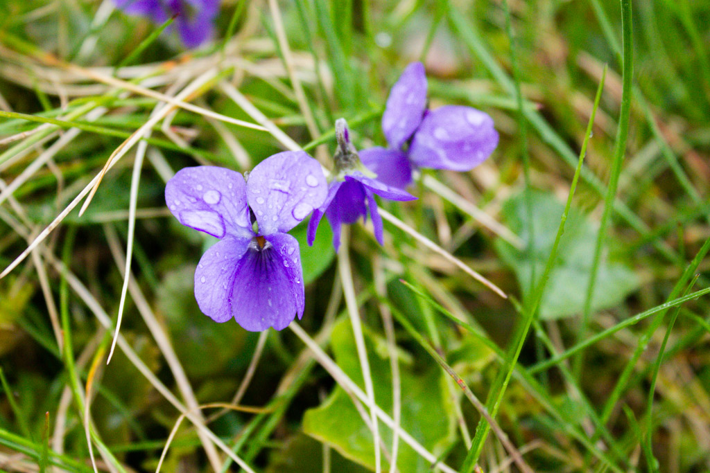 violette odorante