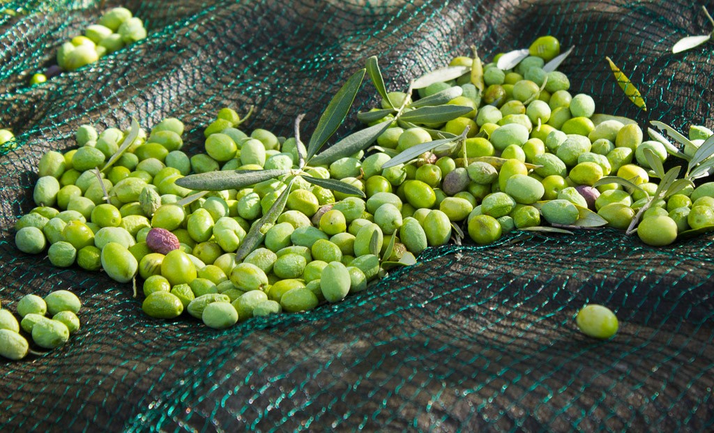 récolte des olives dans les filets