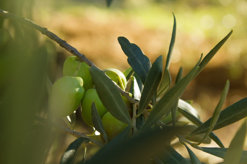 olives Aglandeau de Haute Provence