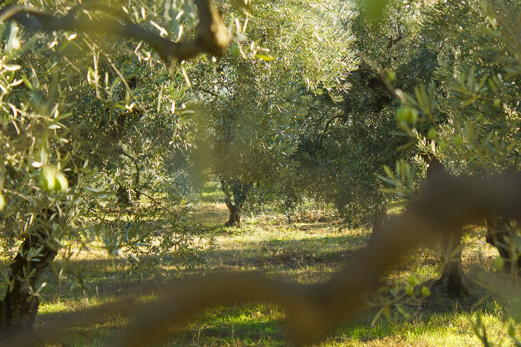 oliveraie en provence